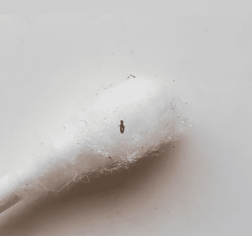 A very close-up shot of a single brown psocid on the white cotton tip of a Q-tip, highlighting its minute size and shape.