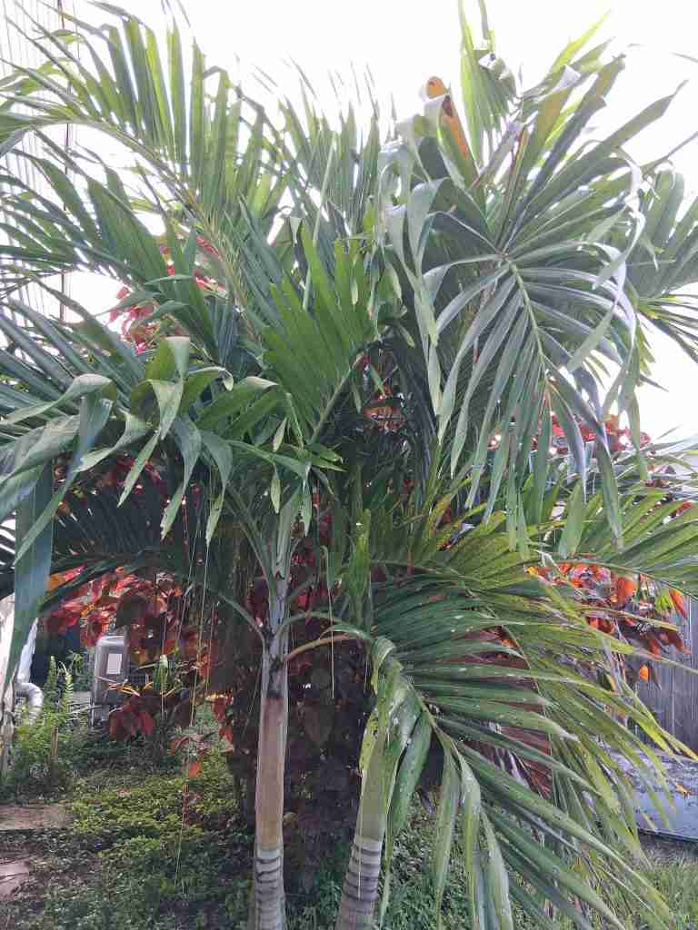 A healthy Royal Palm tree with green fronds, commonly found in Palm Bay, Florida landscapes.