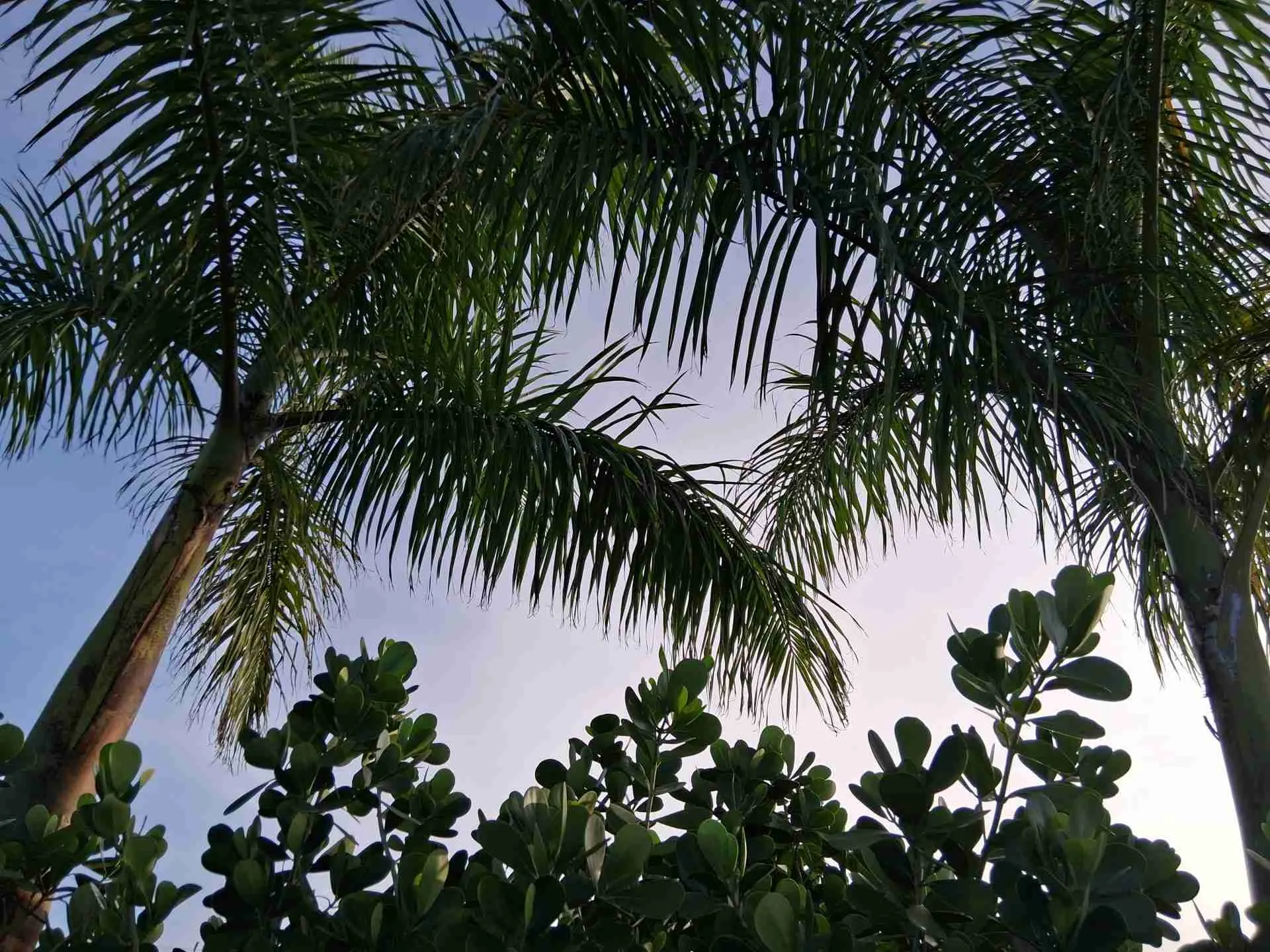 Spray Palm Trees For Ants View looking up through the fronds of Royal Palm trees against a bright sky.