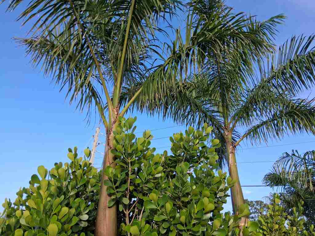 Three slender Royal Palm trees standing tall against a blue sky, common in Florida landscaping.