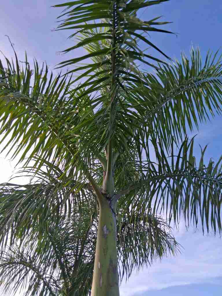Upward view of a Royal Palm tree trunk and its fronds against a blue sky.