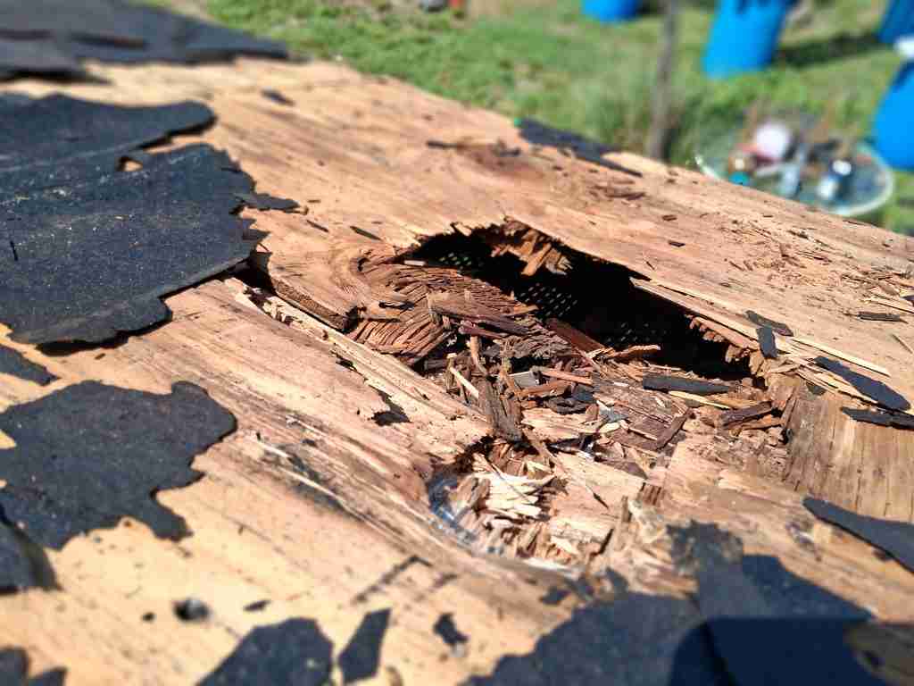 Can Ants Live Under Shingles Severe roof rot and wood damage after shingle removal, showing moisture source for bigheaded ants in Palm Bay, FL.