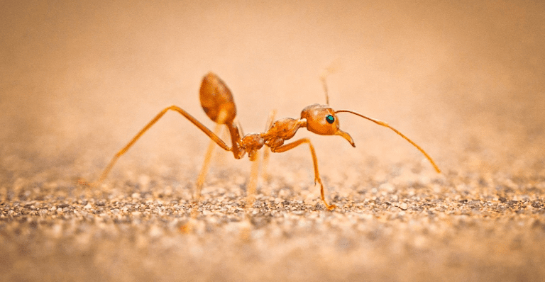 Close-up of a common Florida ant on sandy ground, indicating potential anta nesting under driveway foam or concrete slab requiring pest control.