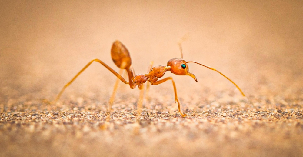 Close-up of a common Florida ant on sandy ground, indicating potential anta nesting under driveway foam or concrete slab requiring pest control.