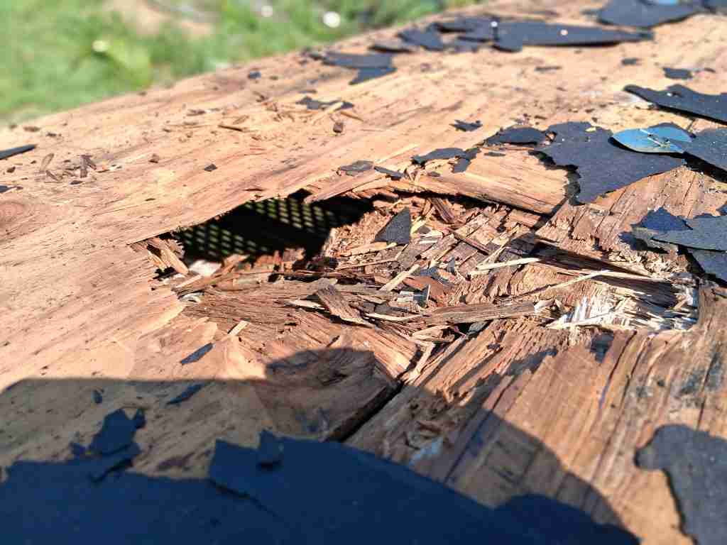 Extensive wood rot on a roof deck, exposed after shingle removal, indicating severe moisture damage attracting ants in Florida.