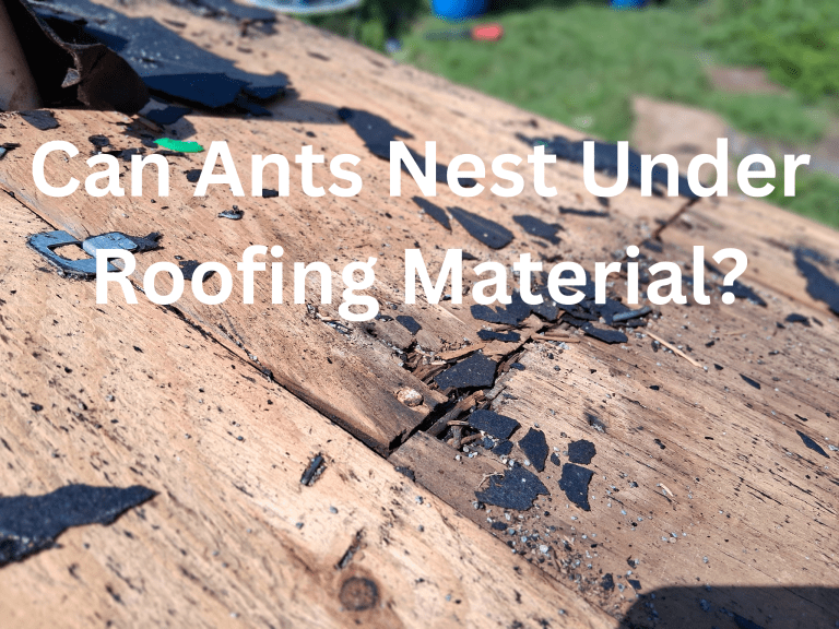 Image posing the question "Can Ants Nest Under Roofing Material?" over a photo of damaged roof decking with torn shingles and wood rot.