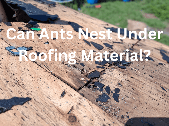Image posing the question "Can Ants Nest Under Roofing Material?" over a photo of damaged roof decking with torn shingles and wood rot.