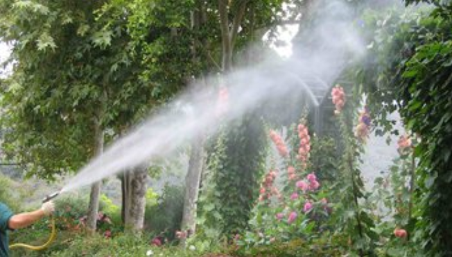 Expert applying tree spray for ant and pest control on trees and plants in a Florida landscape. Tree Spraying and Ant Control