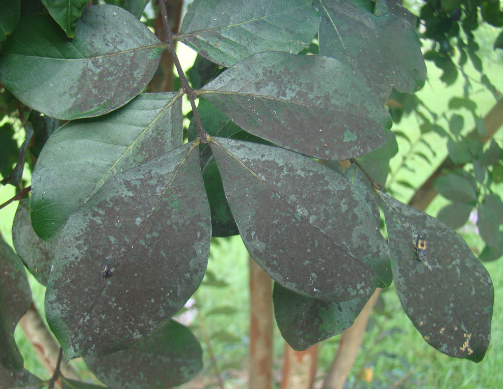 Close-up of green tree leaves covered in dark, black sooty mold, a sign of honeydew-producing pest infestation and a need for tree pest control.
