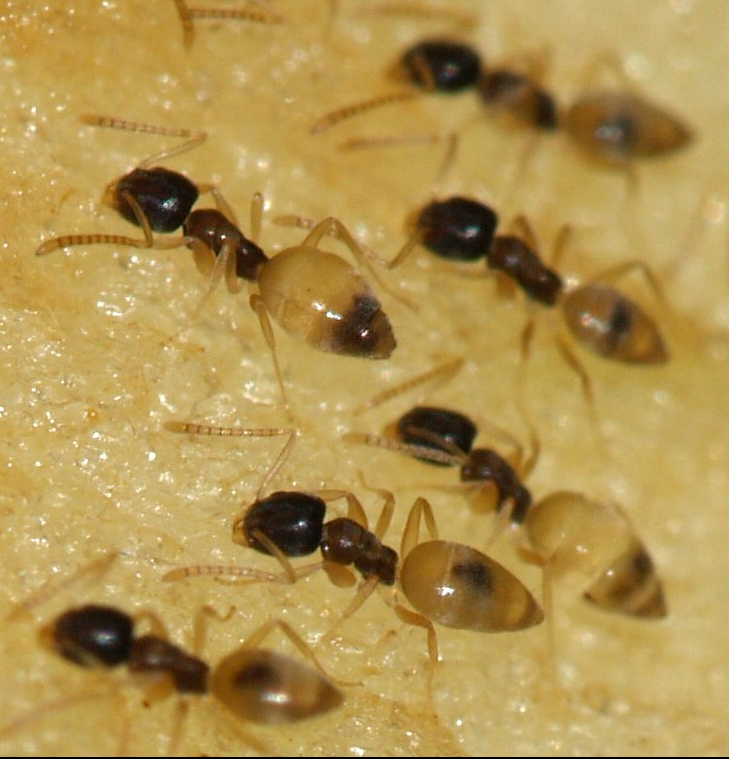 Ghost Ants In Your Bathroom Sink. Close-up of tiny ghost ants (Tapinoma melanocephalum) with translucent abdomens and dark heads, foraging for moisture in a home in Palm Bay, Florida.