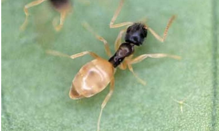 Close-up profile view of a single ghost ant (Tapinoma melanocephalum) showing its distinct dark head and thorax contrasting with a pale, translucent abdomen and legs, typically found in Florida homes.