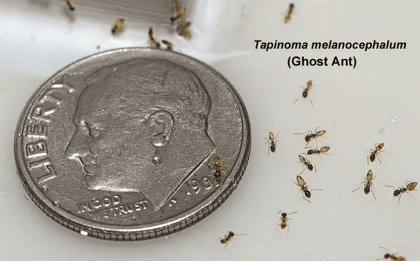 Multiple tiny ghost ants (Tapinoma melanocephalum) next to a U.S. dime, illustrating their small size in a home environment, common in Palm Bay, Florida.