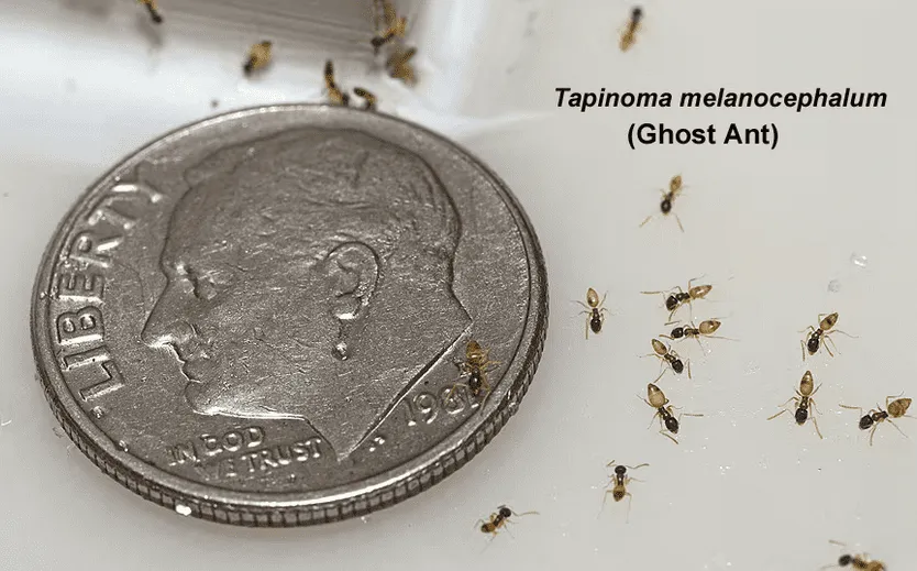 Multiple tiny ghost ants (Tapinoma melanocephalum) next to a U.S. dime, illustrating their small size in a home environment, common in Palm Bay, Florida.