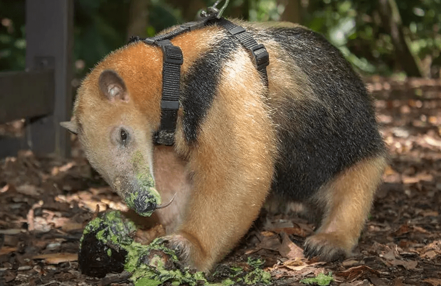 An anteater from a zoo, humorously suggesting it as a pest control solution.