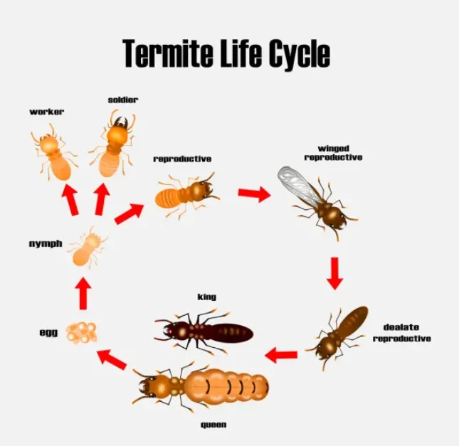 Diagram showing the life cycle of a termite, from egg to nymph, worker, soldier, and primary and secondary reproductives.