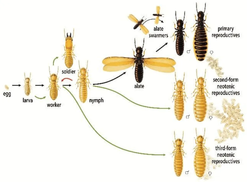 A detailed diagram of a termite colony's castes, including workers, soldiers, and reproductives. Theses are the termite castes found in Cocoa Beach, Florida