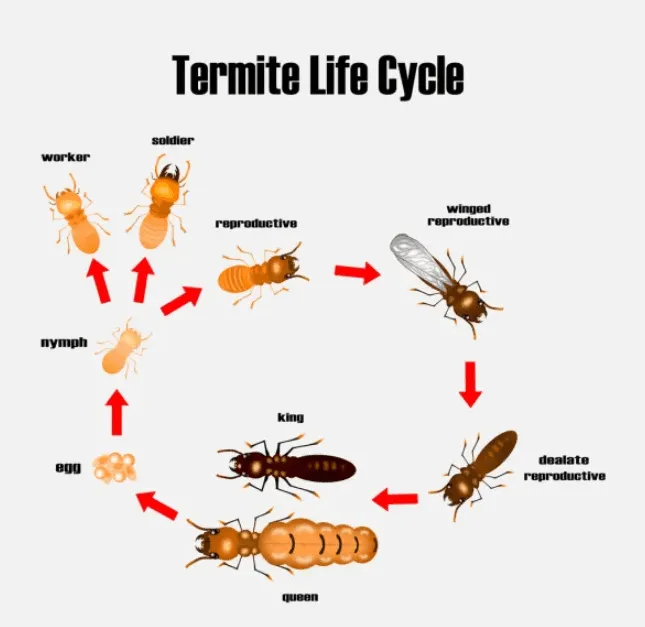 Termite life cycle diagram.; Cocoa Beach Termite Control