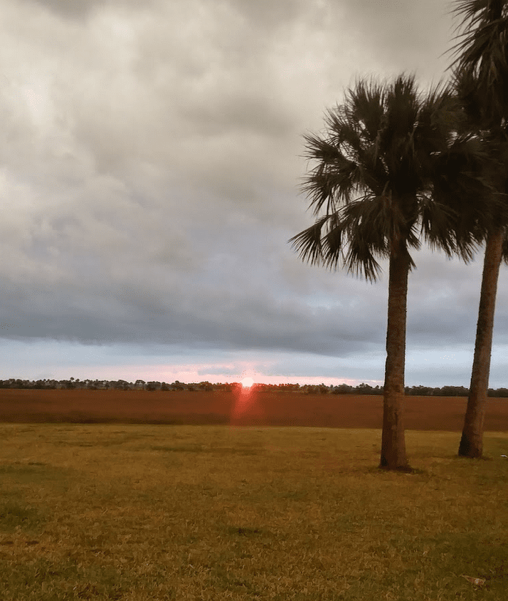 Termite Control Palm Bay, Sunset over a grassy field with palm trees in the foreground, Palm Bay.