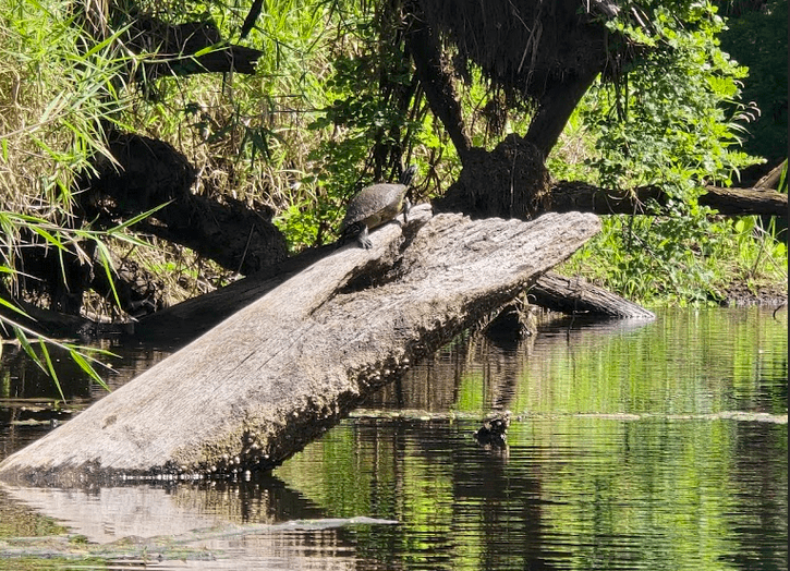 Termite Control Palm Bay, Turtle basking on a log in Turkey Creek, Palm Bay.