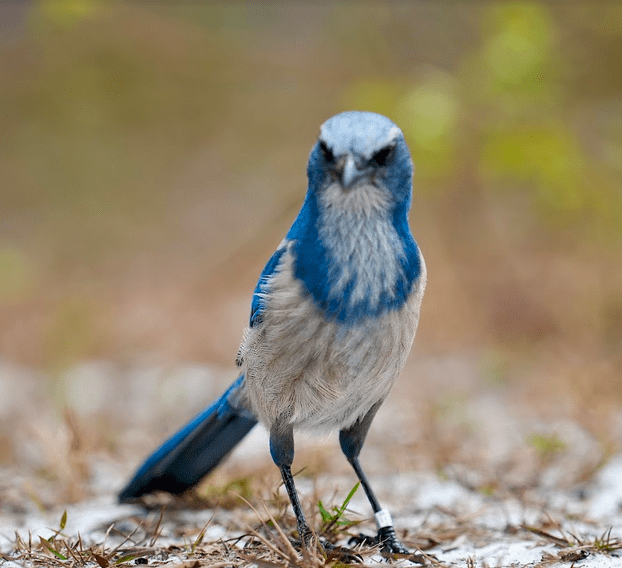 A Florida scrub-jay, a federally protected bird, stands on the ground.