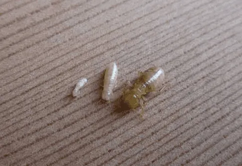 A small drywood termite, a larger subterranean termite, and a dampwood termite shown on a wooden surface.