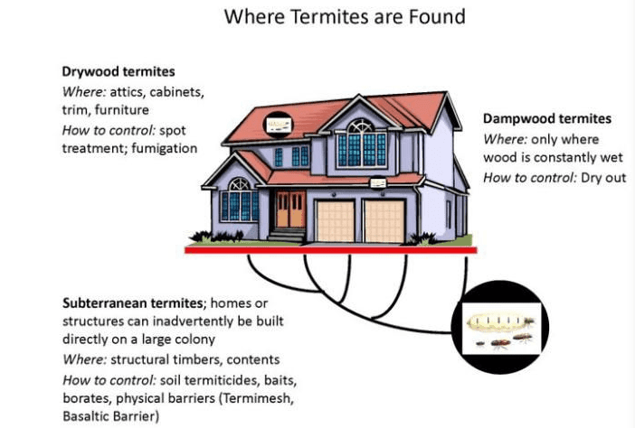 Diagram showing a house and where drywood, dampwood, and subterranean termites are typically found and how to control them.