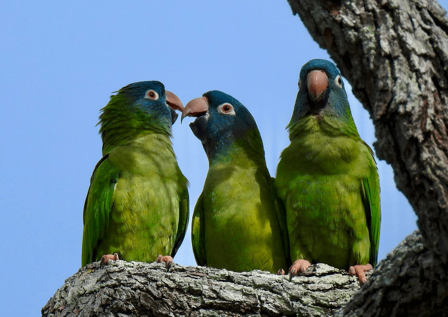 Three green parrots perched on a tree branch.
