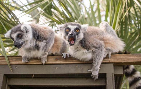 Two old lemurs at a zoo, one with its mouth open, with palm trees behind them.