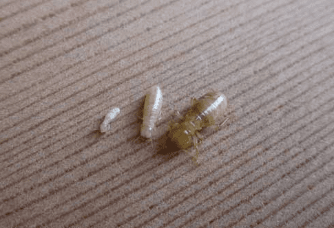 Termite Control Suntree; A close-up photograph of three termites of different sizes on a wooden surface, showing the small, medium, and large forms of the insects.