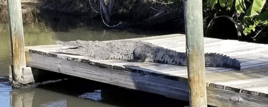 A large American crocodile resting on a wooden dock.