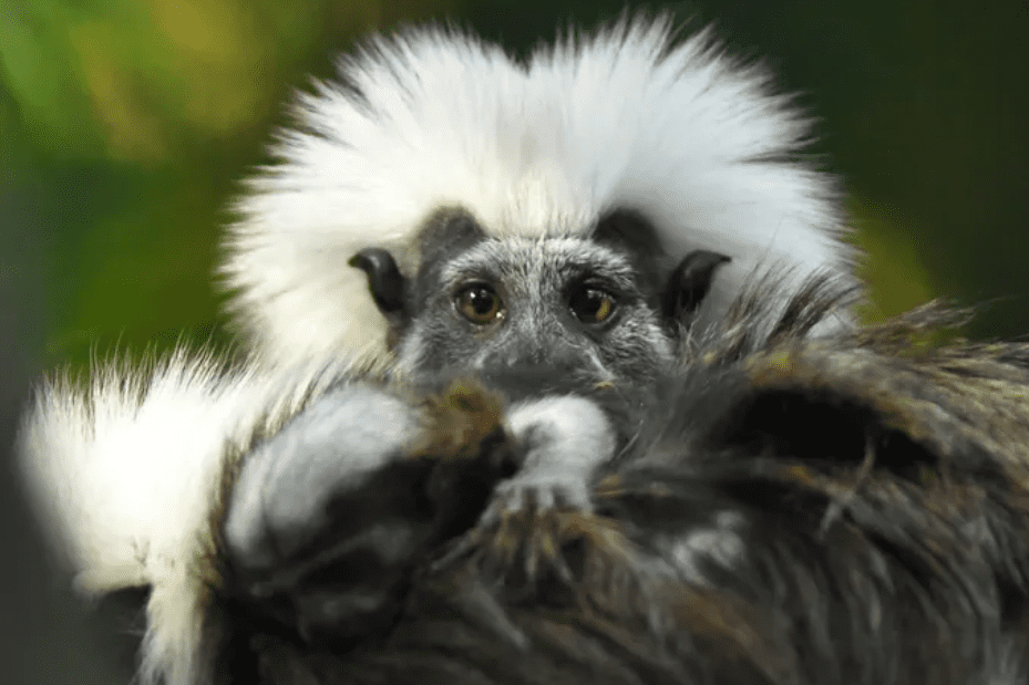 A small, fluffy, white-haired monkey with a serious look on its face.