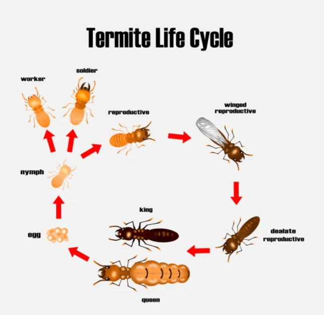 Diagram showing the life cycle of a termite with stages like egg, nymph, worker, soldier, and queen