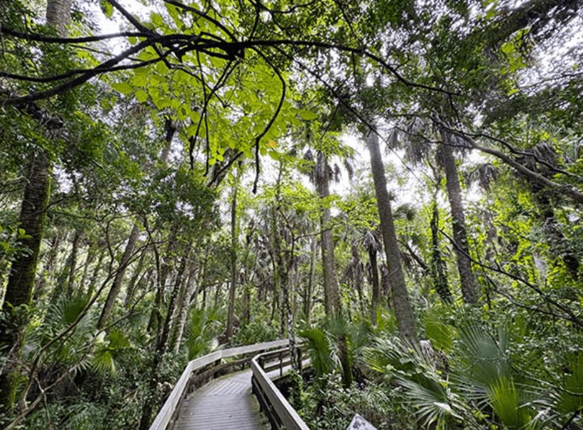 winding wooden boardwalk path through a dense Florida hammock in Erna Nixon Park.