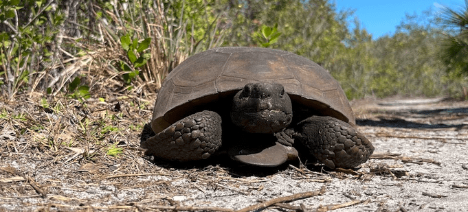 A gopher tortoise on a sandy path in a Florida habitat.