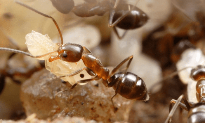 Macro photo of an Argentine ant worker carrying a cream-colored pupa, with other ants and pupae visible in the background.