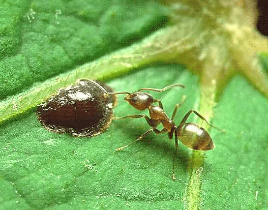 Close-up of an Argentine ant tapping a scale insect to get honeydew on a light green leaf.
