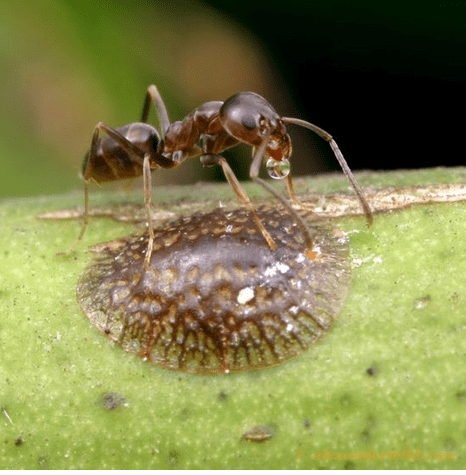 Argentine ant tending to a brown scale insect on a green leaf, with a drop of honeydew visible.