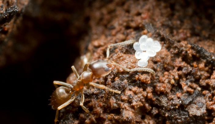 Argentine ant worker carrying a cluster of small white eggs on a dark brown surface.