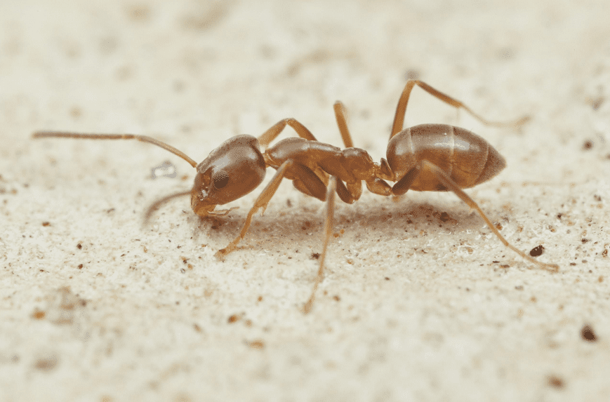 Close-up of a single Argentine ant worker on a sandy-textured surface.