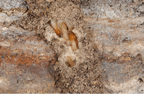Broken mud tube showing Formosan termite soldiers with orange heads, ready to defend the colony.
