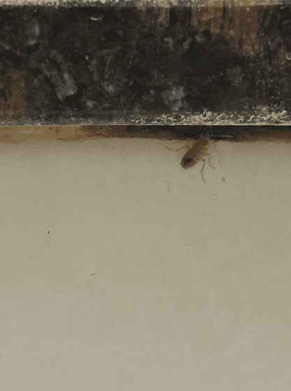 Close-up of a small, light-brown cockroach, likely a German cockroach nymph, near the edge of a sink or counter. Can Roaches Come Out of the Drain?