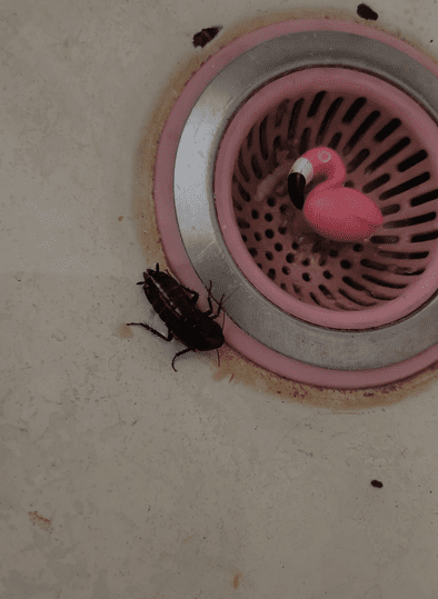 Large, black American or Oriental cockroach next to a pink flamingo kitchen sink drain stopper.