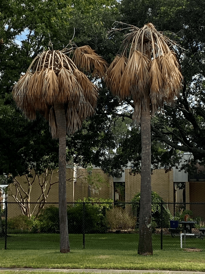Two cabbage palms, completely dead with all fronds turned brown, standing side-by-side in a grassy area.