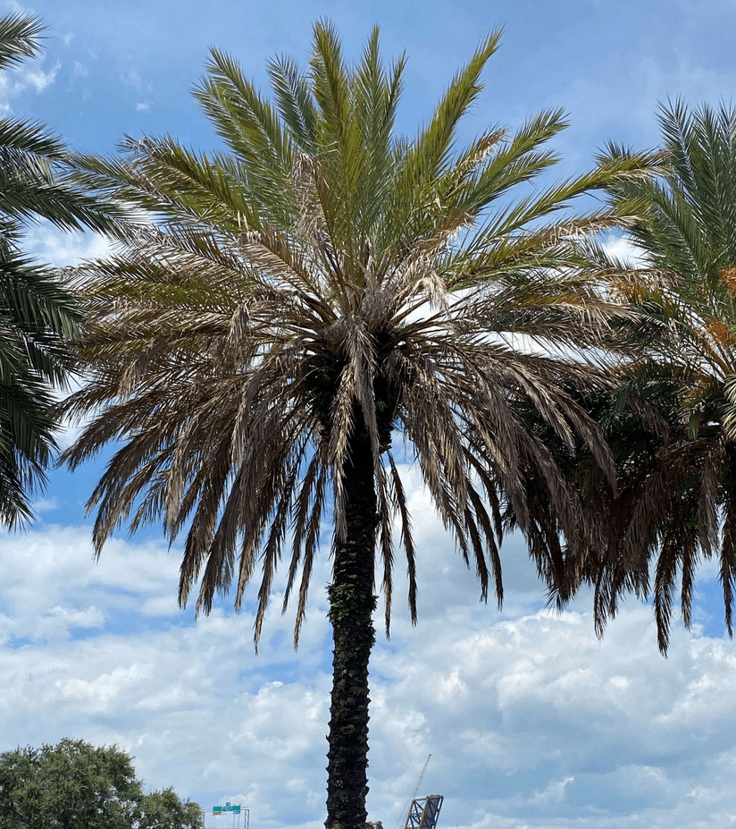 A date palm tree displaying a mix of healthy green fronds at the top and brown, dying fronds closer to the trunk, indicative of lethal bronzing.