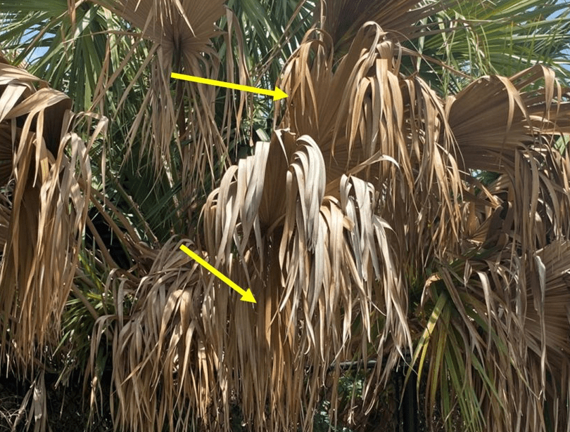 A close-up view of palm fronds with distinct bronze and brown discoloration, highlighted by yellow arrows pointing to the affected areas, demonstrating lethal bronzing symptoms.