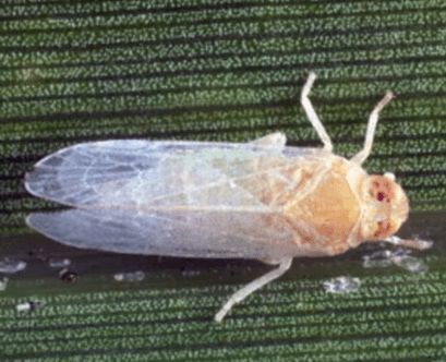 A magnified image of a small, pale, translucent insect with visible wings and reddish eyes, identified as a leafhopper, the vector for lethal bronzing disease.