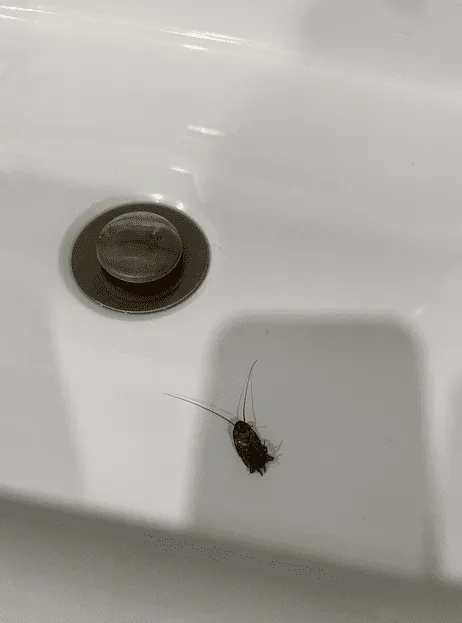 A medium-sized, reddish-brown cockroach lying in a white sink basin near the drain opening.