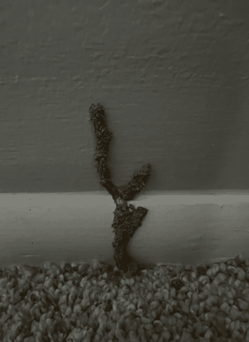 Termite mud tube visible on an interior wooden baseboard.