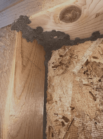 Subterranean termite mud tunnel along the top plate of a wall near the ceiling.