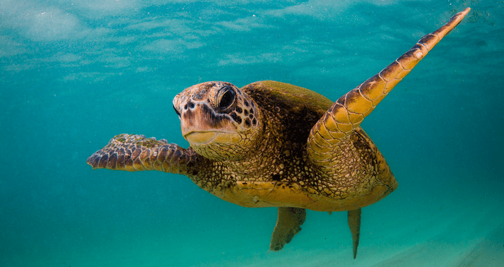 Termite Control Treatments in Indialantic - Sea turtle swimming in the ocean.